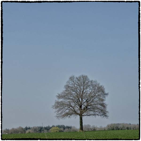 Arbre Solo