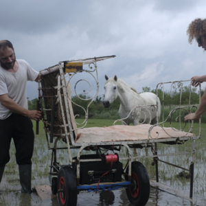 festival en Camargue